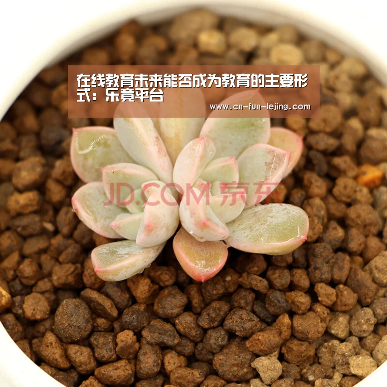 在线教育未来能否成为教育的主要形式:乐竟平台(图2) 乐竟平台