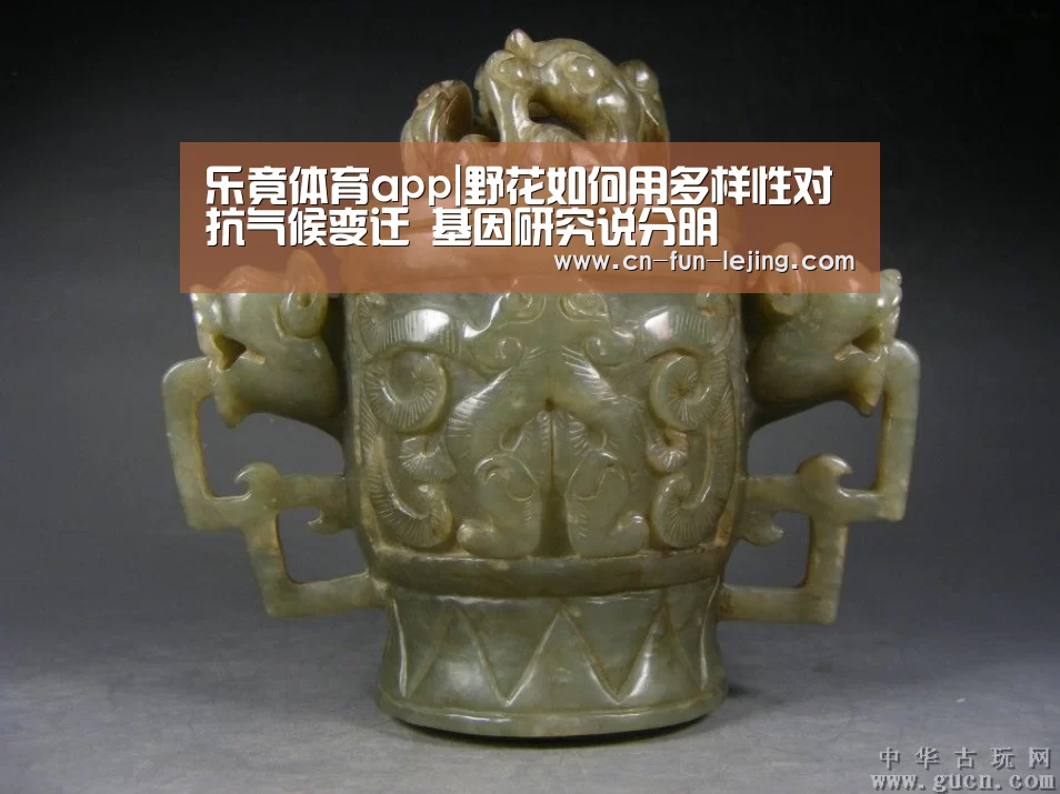 乐竟棋牌